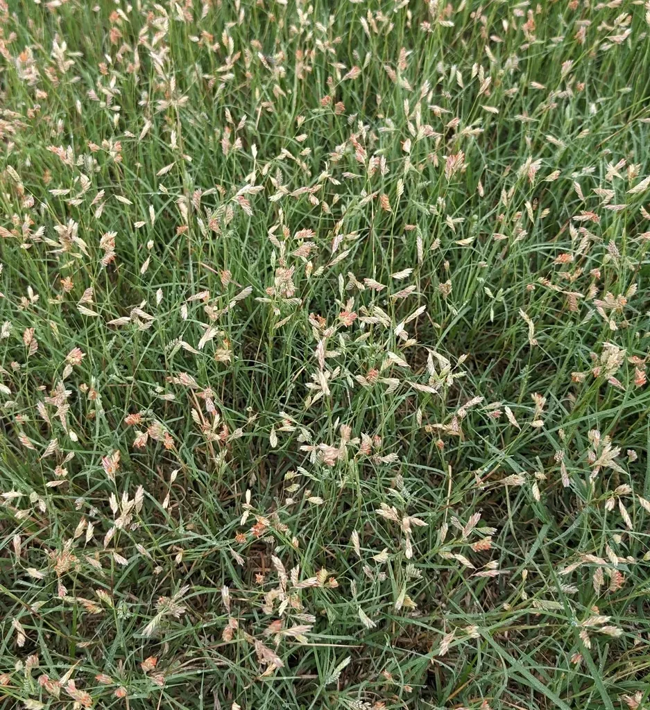 Buffalograss