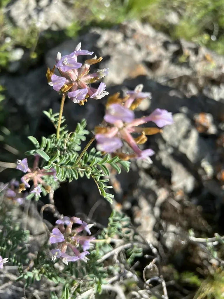 Astragalus Fedtschenkoanus
