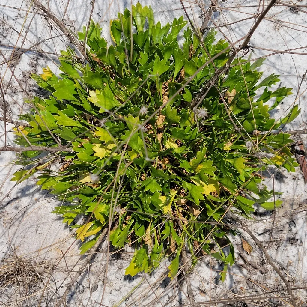 Wedge-leaved Button-snakeroot