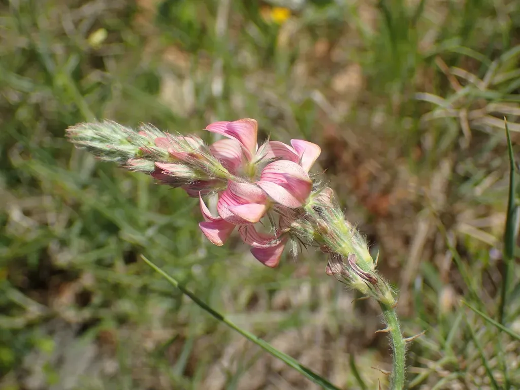 Onobrychis Supina