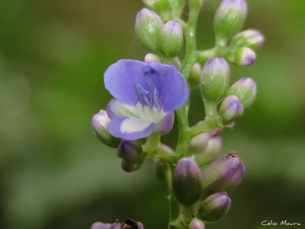 Dichorisandra Hexandra