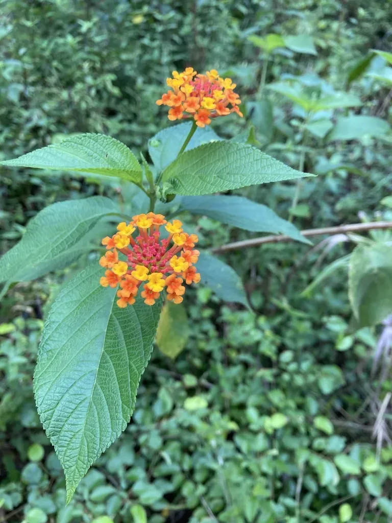 Texas Lantana