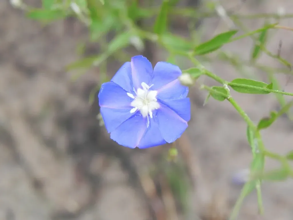 Evolvulus Saxifragus