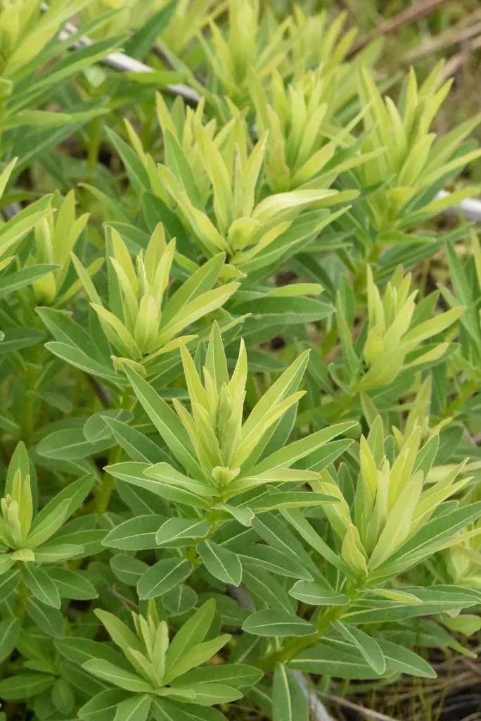 Euphorbia Semivillosa