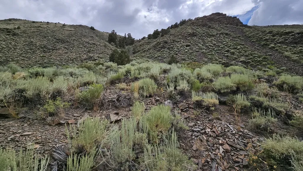 Wyman Creek Wild Buckwheat