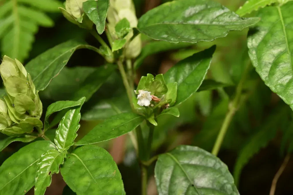Strobilanthes Cumingiana
