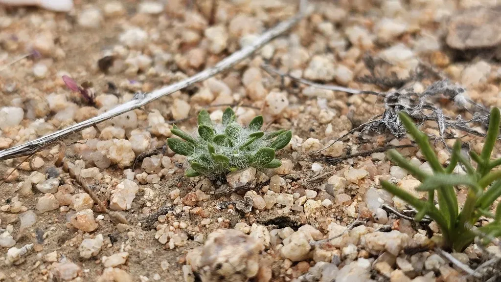 Barstow Woolly Sunflower