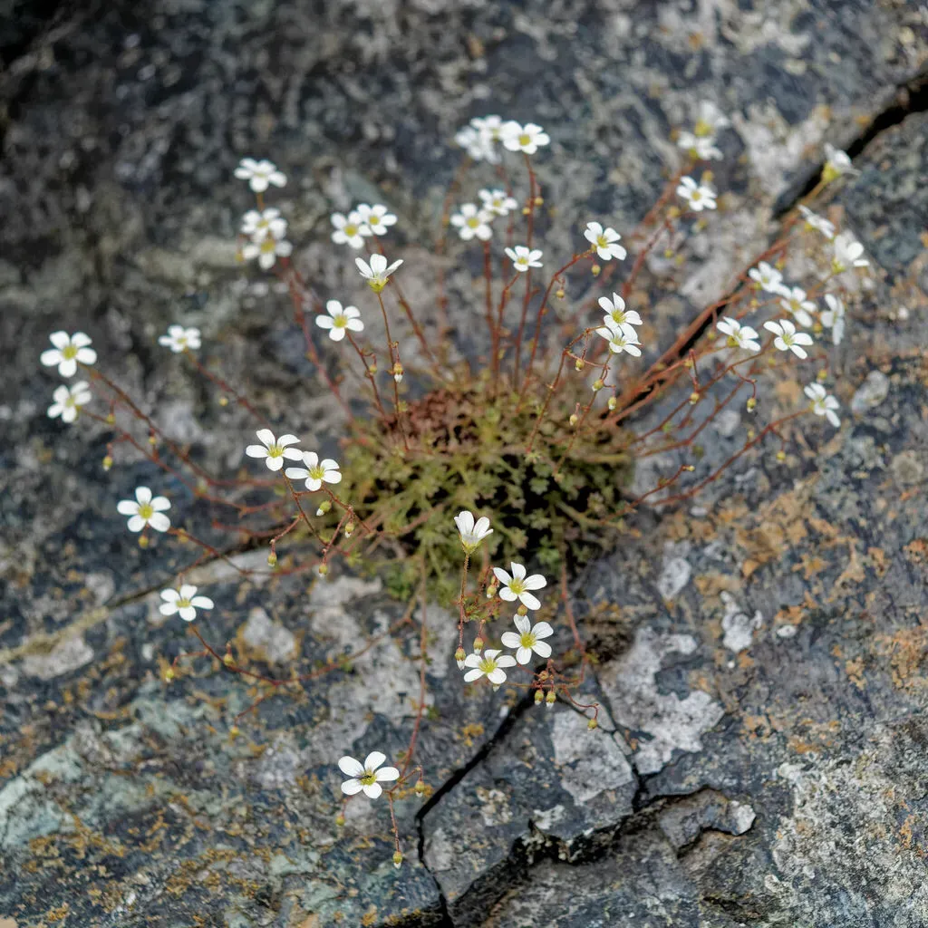 Saxifraga Gemmulosa