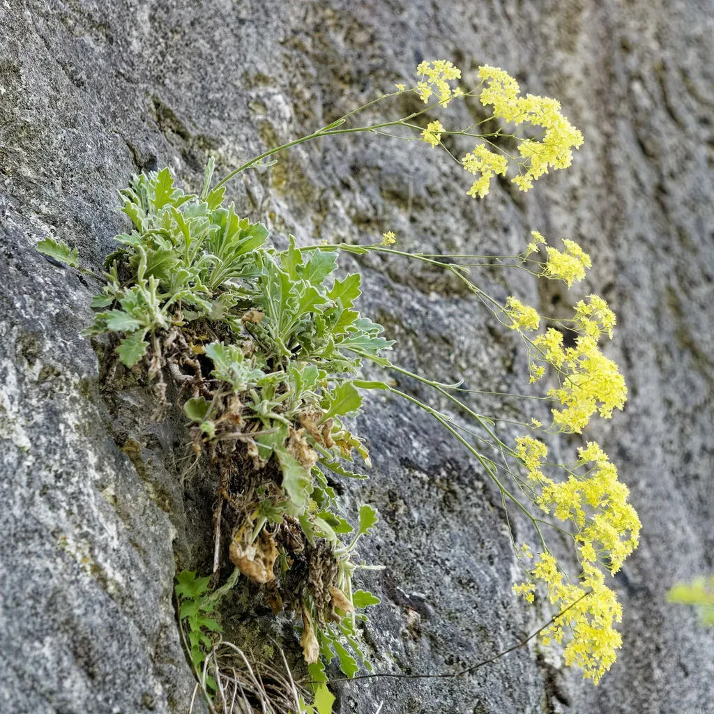 Biscutella Frutescens