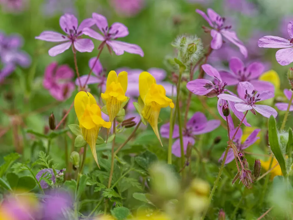 Linaria Platycalyx