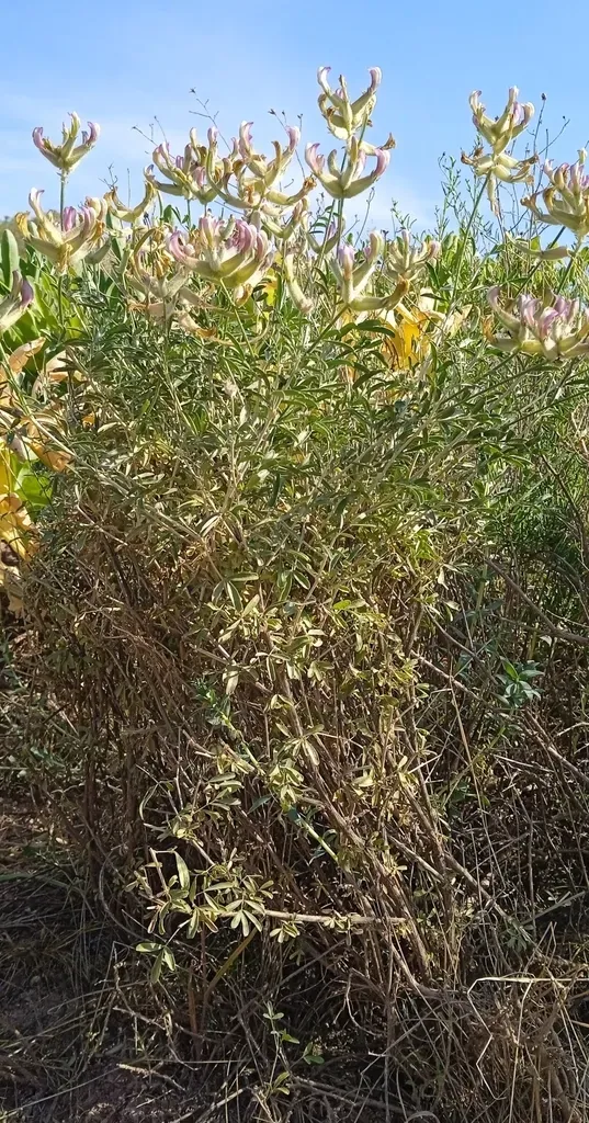 Astragalus Neolipskyanus