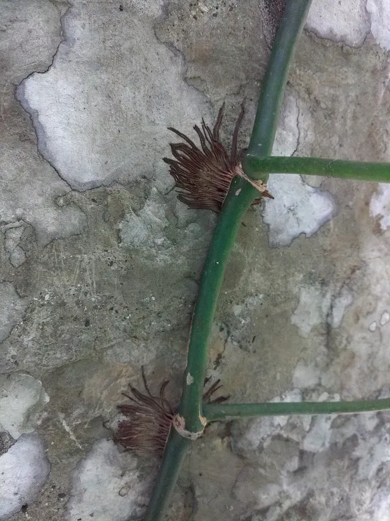 Philodendron Consanguineum