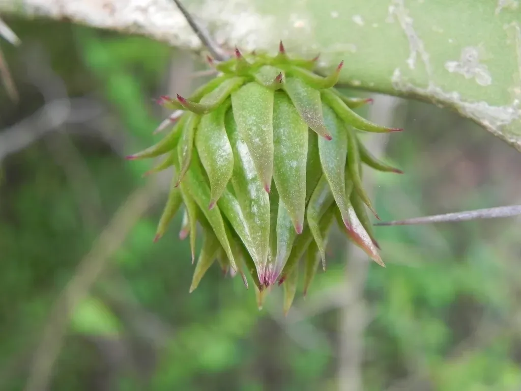 Giant Red Dragon Apple Cactus