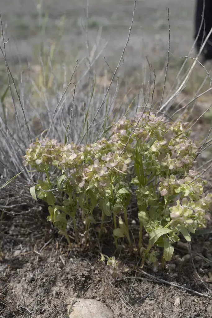 Valerianella Dufresnia
