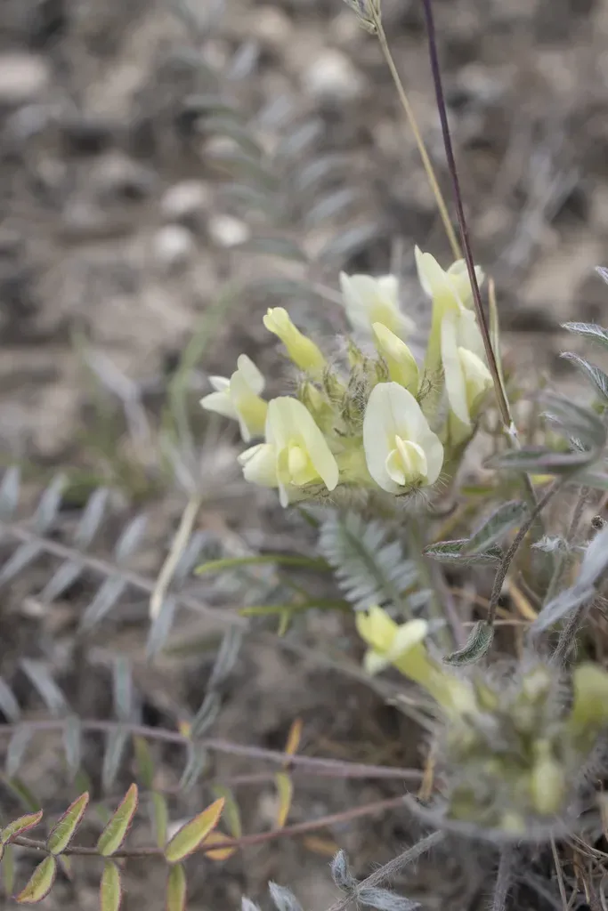 Astragalus Takhtadzhjanii