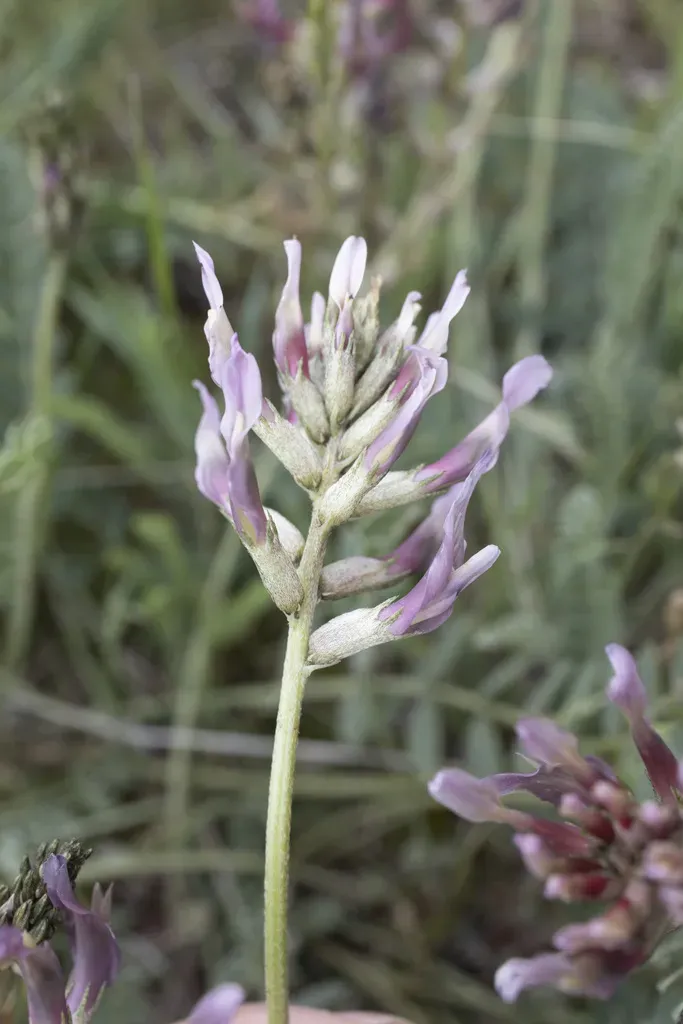 Astragalus Robustus