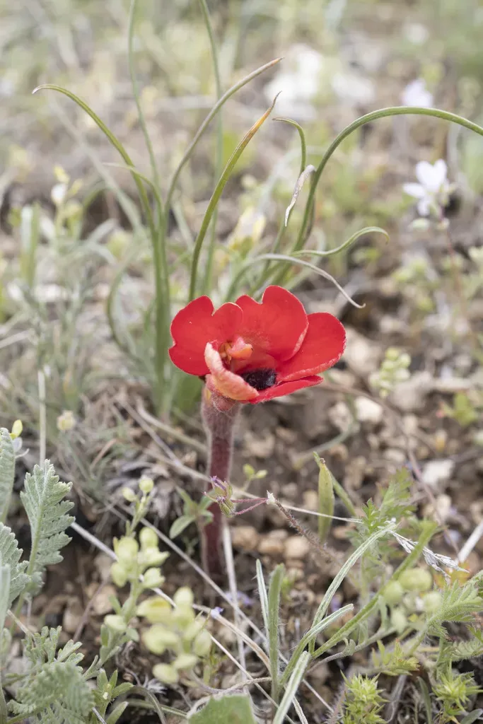 Phelypaea Tournefortii