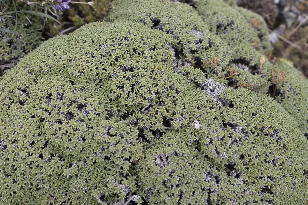 Gypsophila Aretioides