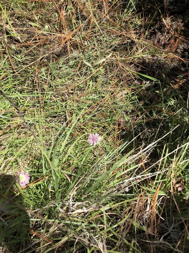 Grassleaf Barbara's Buttons