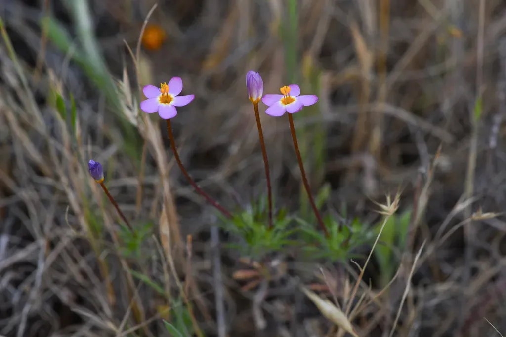 Jepson's Leptosiphon