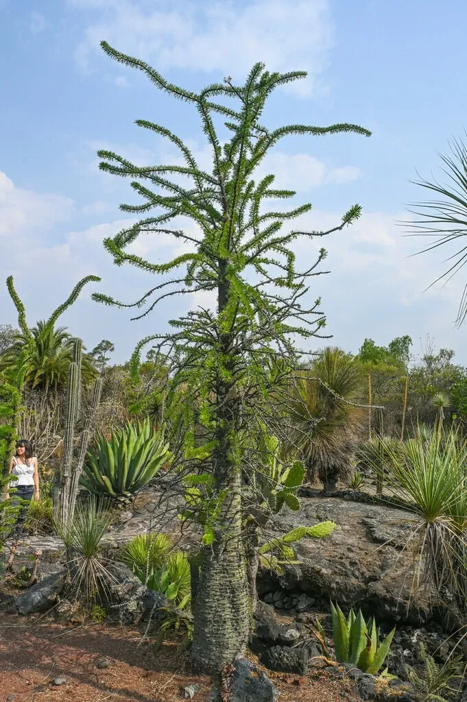 Fouquieria Fasciculata