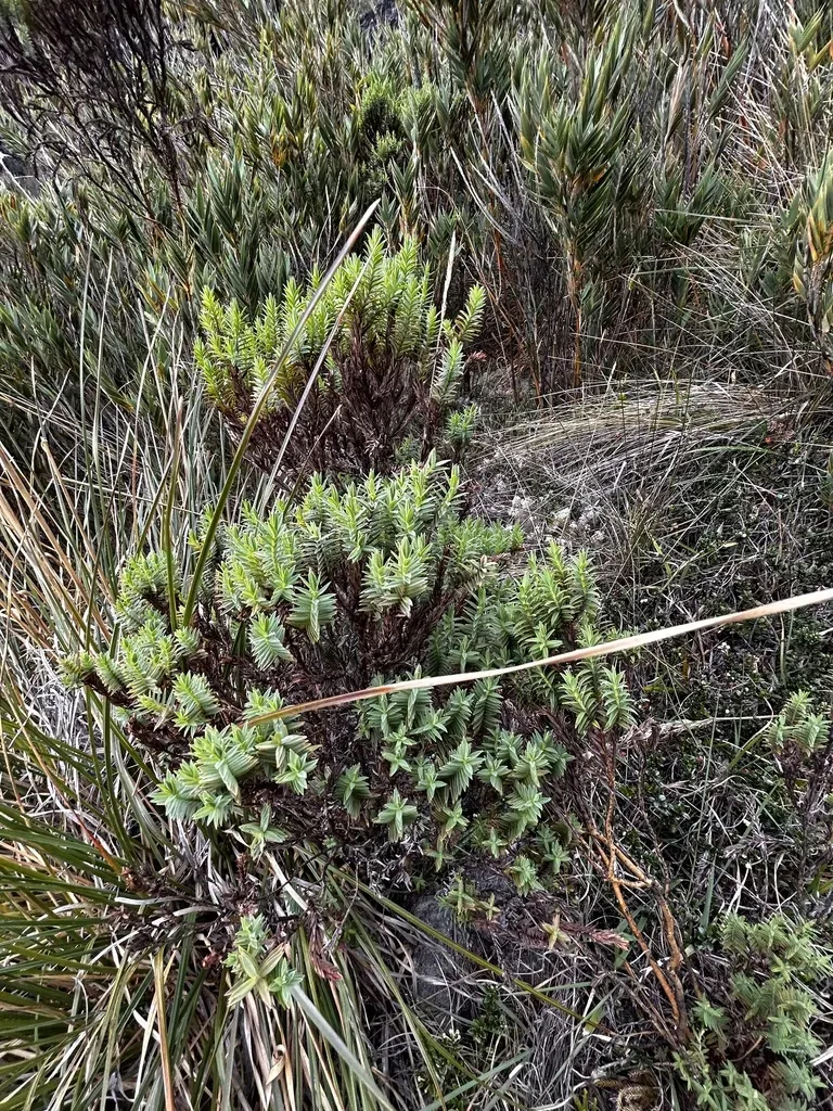Costa Rican St. John's Wort