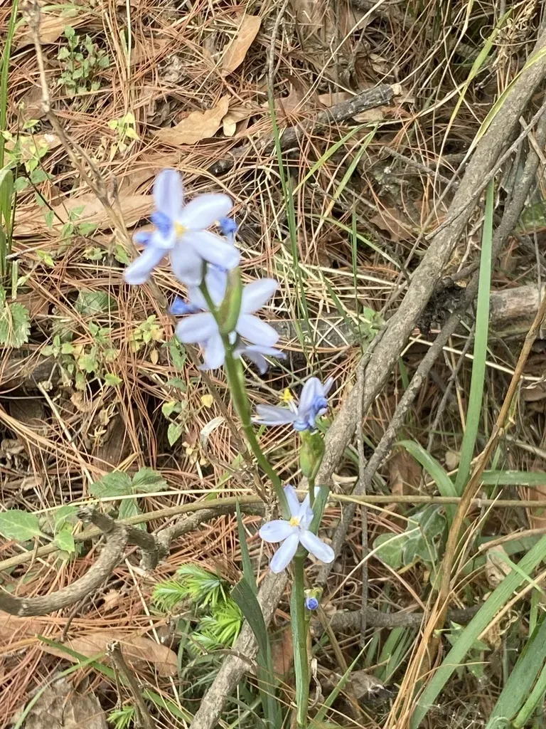 Orthrosanthus Exsertus