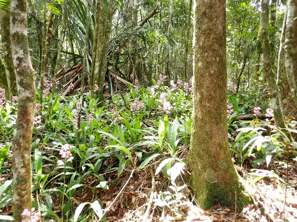 Gastrorchis Francoisii