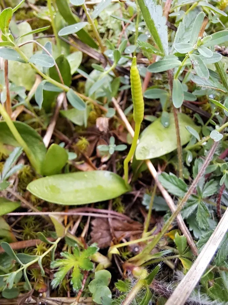 Ophioglossum × Pseudoazoricum