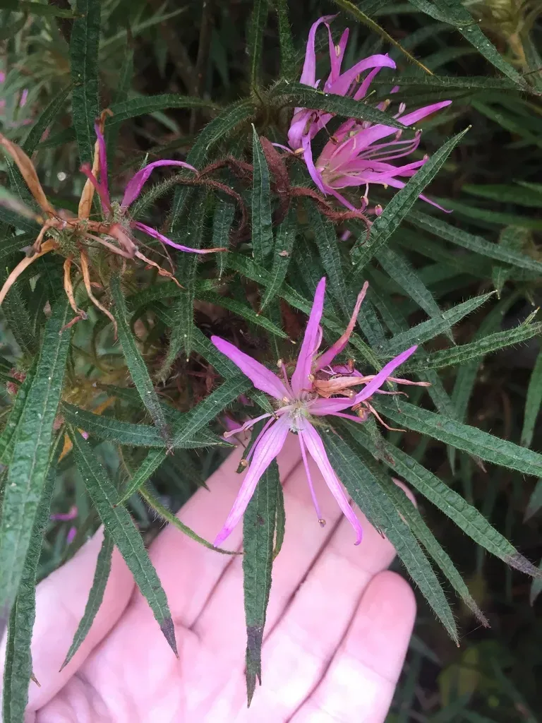 Rhododendron Stenopetalum