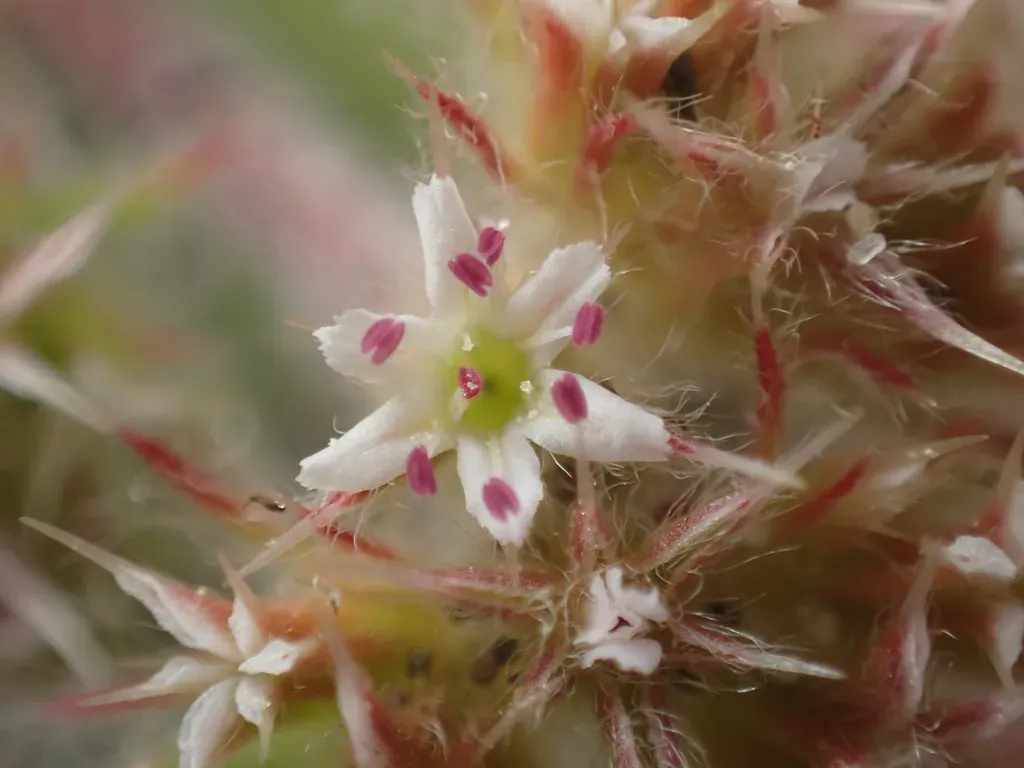 Howell's Spineflower