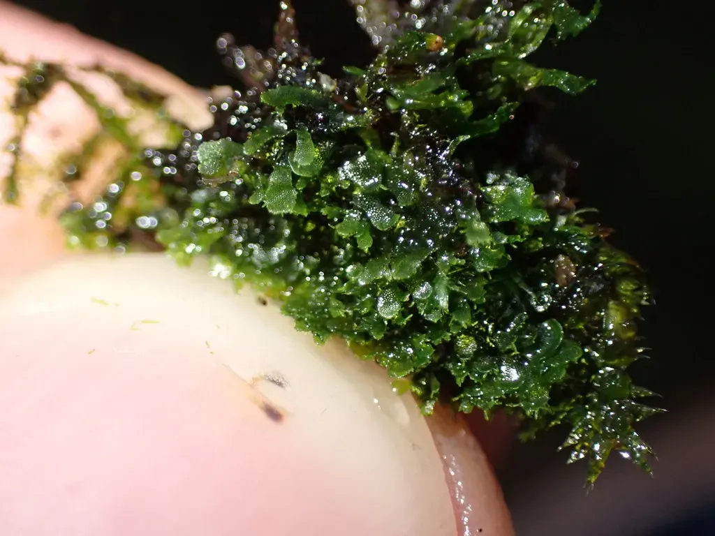 Wright's Filmy Fern