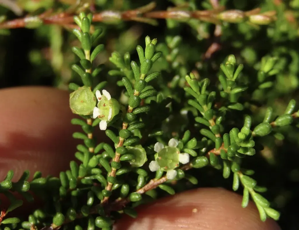 Ochrosperma Citriodorum