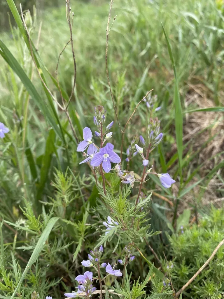 Veronica Multifida