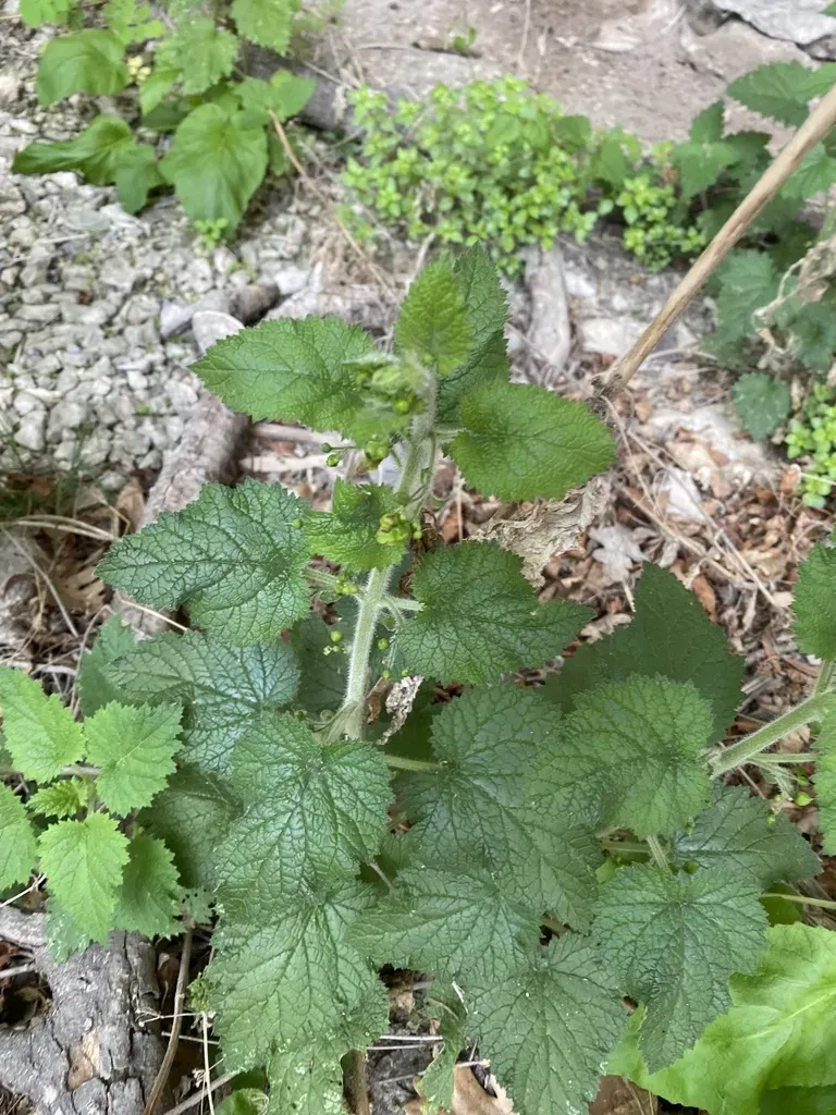 Scrophularia Chrysantha