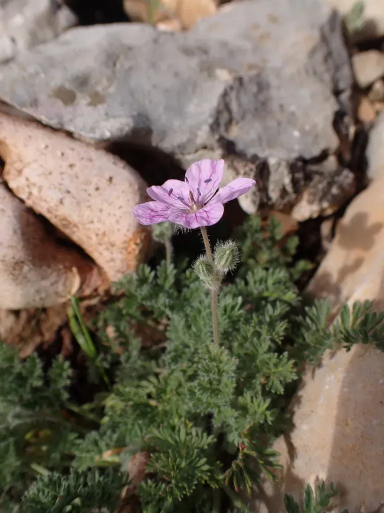 Erodium Foetidum