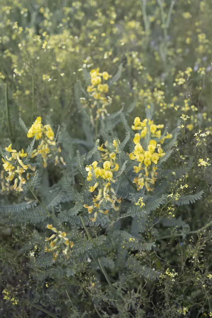 Astragalus Caraganae