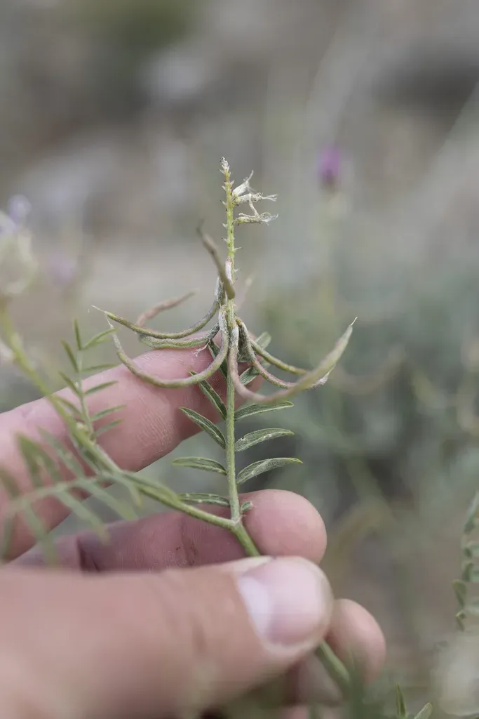 Astragalus Ornithopodioides