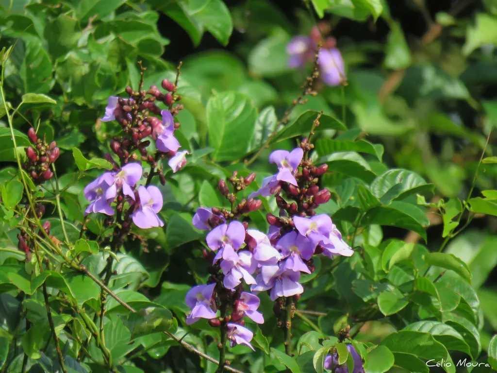 Macropsychanthus Sclerocarpus