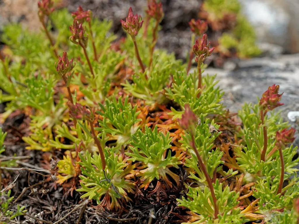 Saxifraga Canaliculata