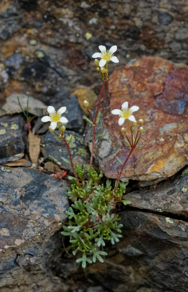 Five-fingered Saxifrage
