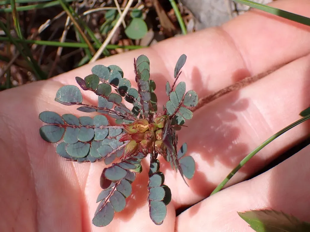 Biophytum Umbraculum