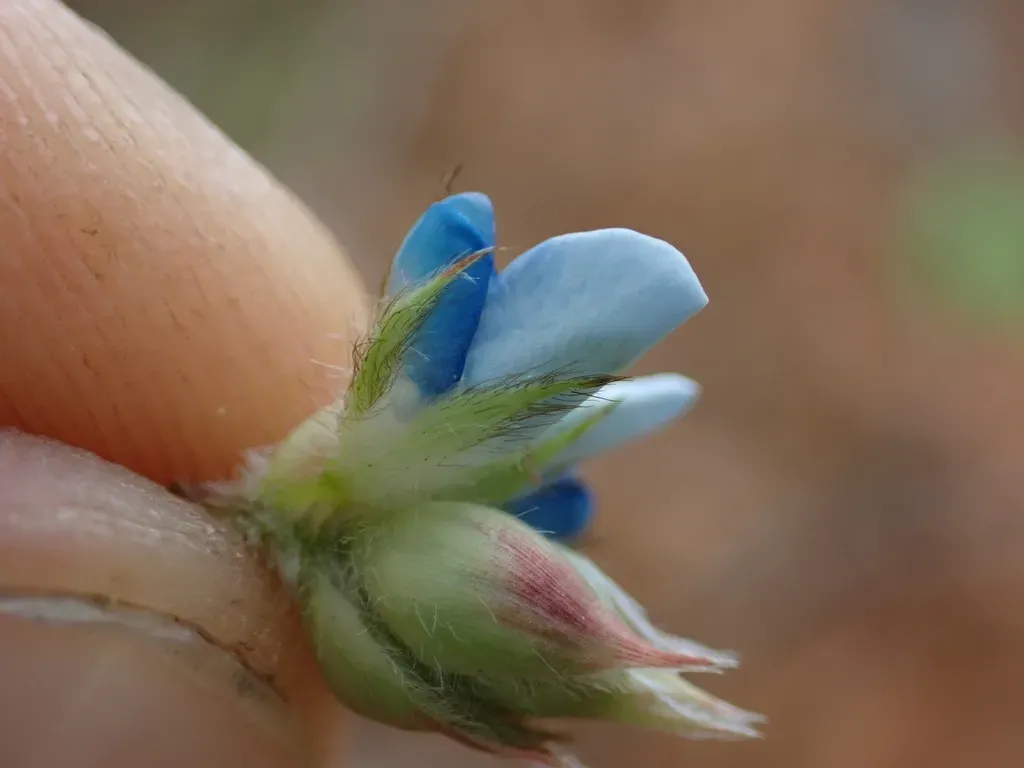 Leptodesmia Bojeriana
