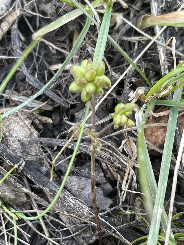 Linear-leaved Lomatium