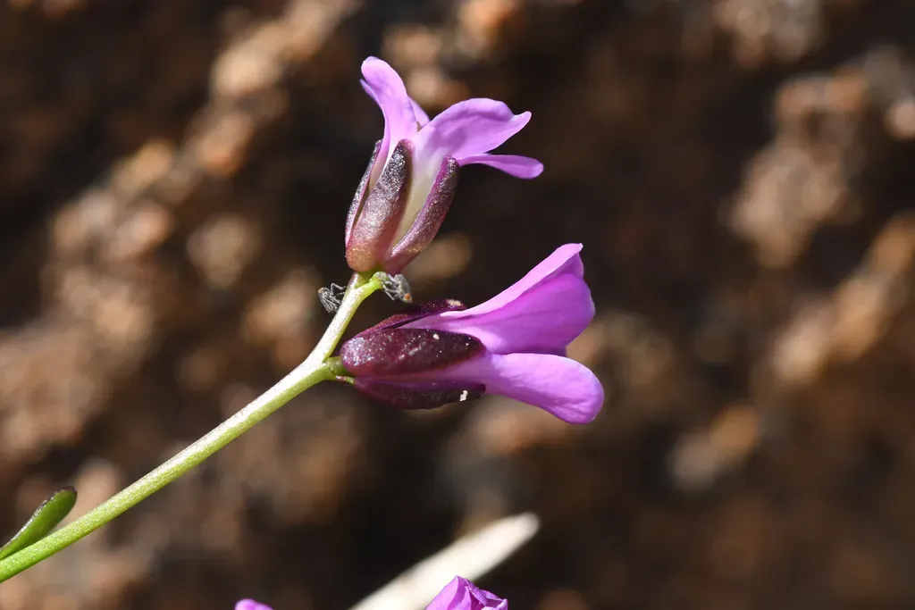 Mcdonald's Rockcress