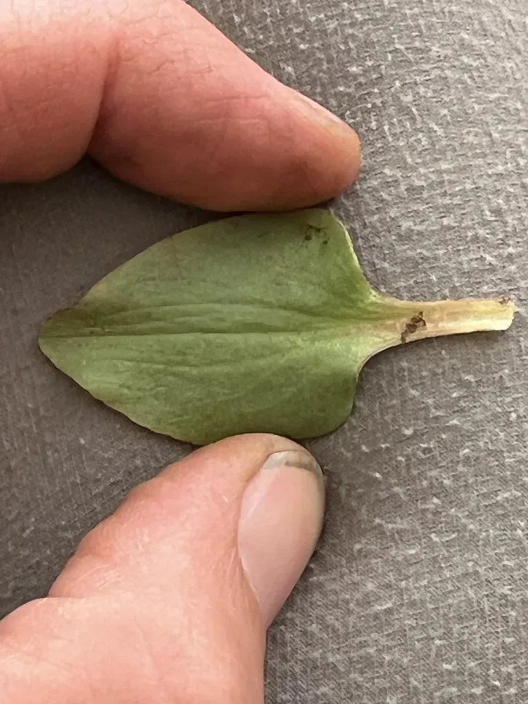 Brittle-leaf Saxifrage