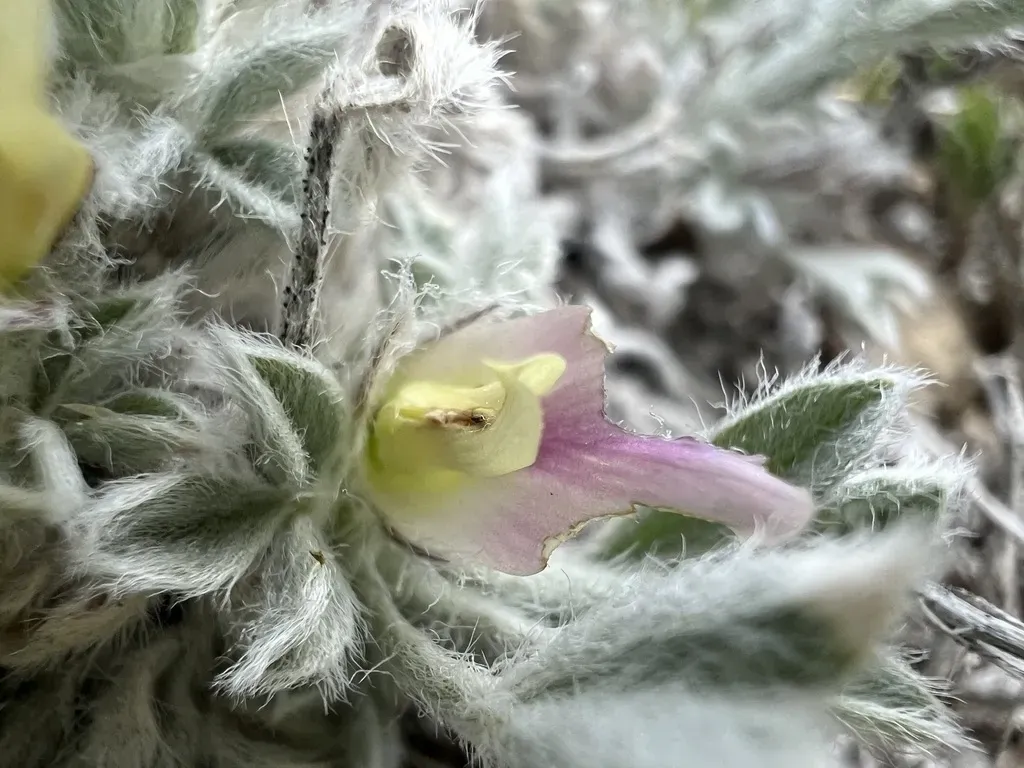 Precocious Milkvetch