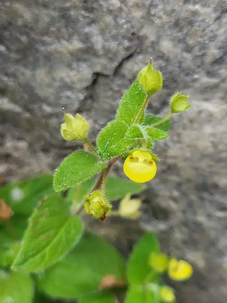 Calceolaria Dichotoma