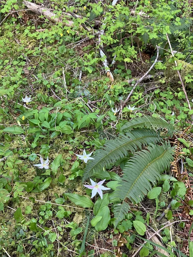 Coast Range Fawn-lily
