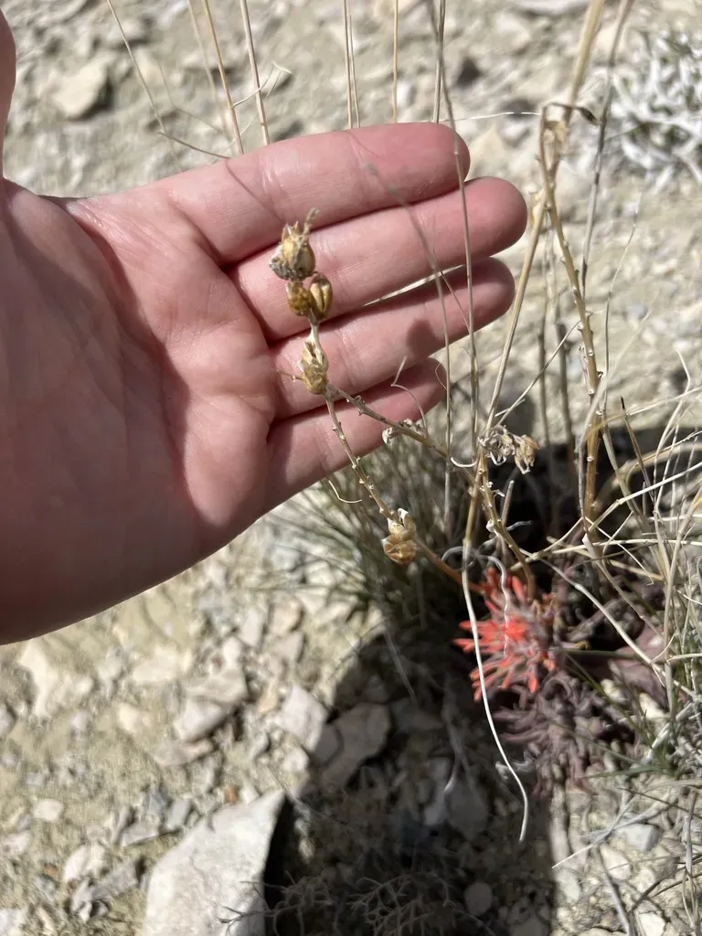 Payson's Beardtongue